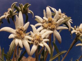Leontopodium alpinum